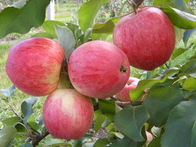 Польза шкурки яблок